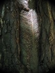 Foresta Umbra - 2005