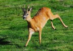 capriolo
