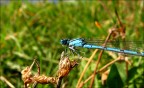 oggi al lago prendendo il sole, mi  capitata sotto al naso e le ho fatto qualche scatto,  la rpima volta che ho a che fare con insetti!
ESIGO suggerimenti e critiche ^^