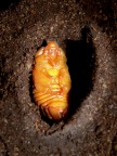 ...Ancora una volta, ecco la pupa di un coleottero. in questo caso, quella di un maschio di oryctes nasicornis, lo scarabeo rinoceronte. Mentre scattavo non me ne ero accorto, ma a rivedere la foto... sembra o non sembra la mummia di un qualche alieno malefico? 
Oly e300 + 35mm macro.
Suggerimenti e critiche sempre ben accetti.