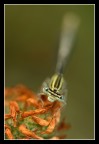 sguardo imbronciato...
