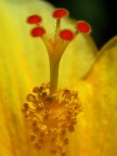 Ibiscus