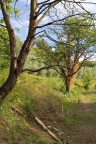 Bialbero
