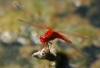 rosso