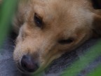 Un cane abbandonato a s stesso
