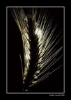 Spiga