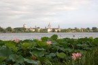 Fior di loto sul lago Inferiore a MN