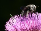 iso 80 treppiede tele macro. lo sfondo nero....