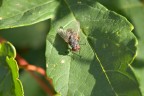 Tintarella