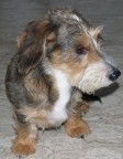 Camillo
