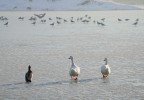 Una foto scattata al Parco Forlanini di Milano in una fredda mattina di febbraio.