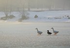 Una foto scattata al Parco Forlanini di Milano in una fredda mattina di febbraio '06