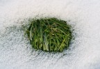 Una foto scattata al Parco Forlanini di Milano in una fredda matina di febbraio '06