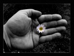 the big flower