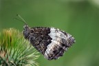 farfallina colori bruttini,prova fatta col nuovo obbiettivo il Sigma 150mm f 2,8 apo.