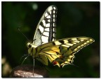 Papilio
