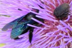 In the violet....