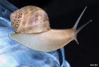 Chiocciola