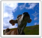 muuuu