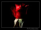 Deep red
