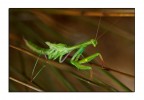Aveva appena finito la muta, bellissima.

Non e' stato semplice fotografarla, era all'interno di una pianta con mille steli.