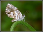 Cacyreus Marshalli