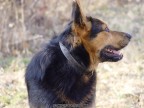 Che bello questo cane.