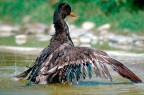 Bagnetto nel lago