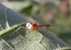 1.125
f7
iso 200
so che non  il massimo ma  la prima che vedo nel mio giardino e ho provato.