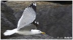 In volo