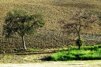 Gemelli diversi e mondi parelleli