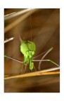 Mantide Religiosa