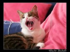 la mia gattina