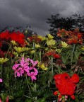 Ho trovato molto bello il contrasto netto tra i colori dei fiori e il nero minaccioso delle nuvole.
Voi che ne pensate?
Suggerimenti...