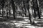 Alberi