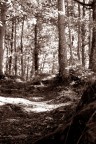 chiaroscuri