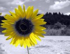 l'ultimo girasole
