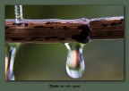 Water drops