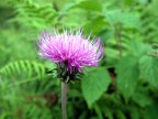 Fiore trovato a "Case di Viso", paesino sperduto in Lombardia non lontano dal Passo del Tonale