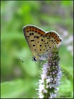 Farfalla