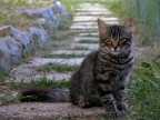 Micio