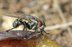 AIUTO prime foto macro...