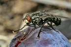 Fly nr 2