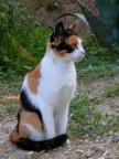 Micia Tricolore!