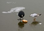 FOTO-FUMETTO COLAZIONE SUL GHIACCIO- FOTO 5