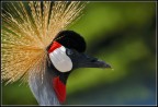 Gru coronata...