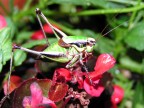 Un bel grillo che sono riuscito a fotografare mentre passeggiava sui fiori di mia madre