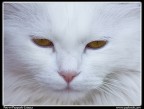 Gattone