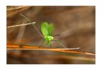 Mantis