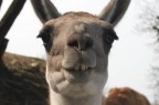 Uno scatto veloce, e dalla macchina... peccato che negli zoosafari non si pu scendere.
O forse no, visto che siamo stati mezzi "attaccati" da una giraffa. :P